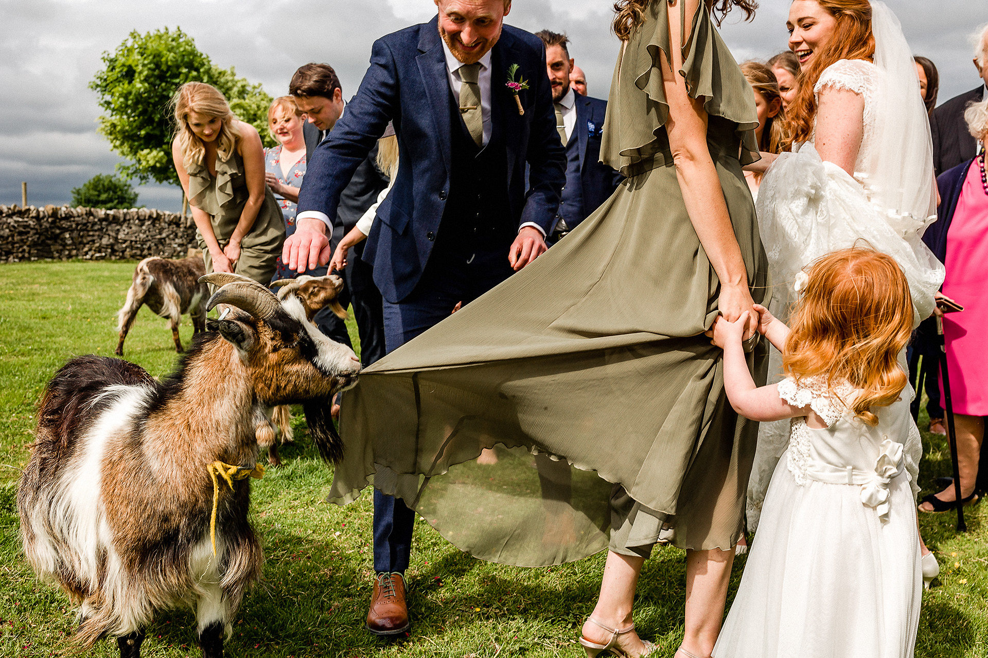 goat eating bridesmaid dress