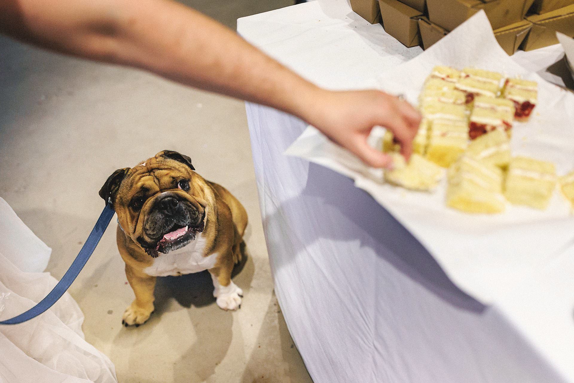 dog and wedding cake