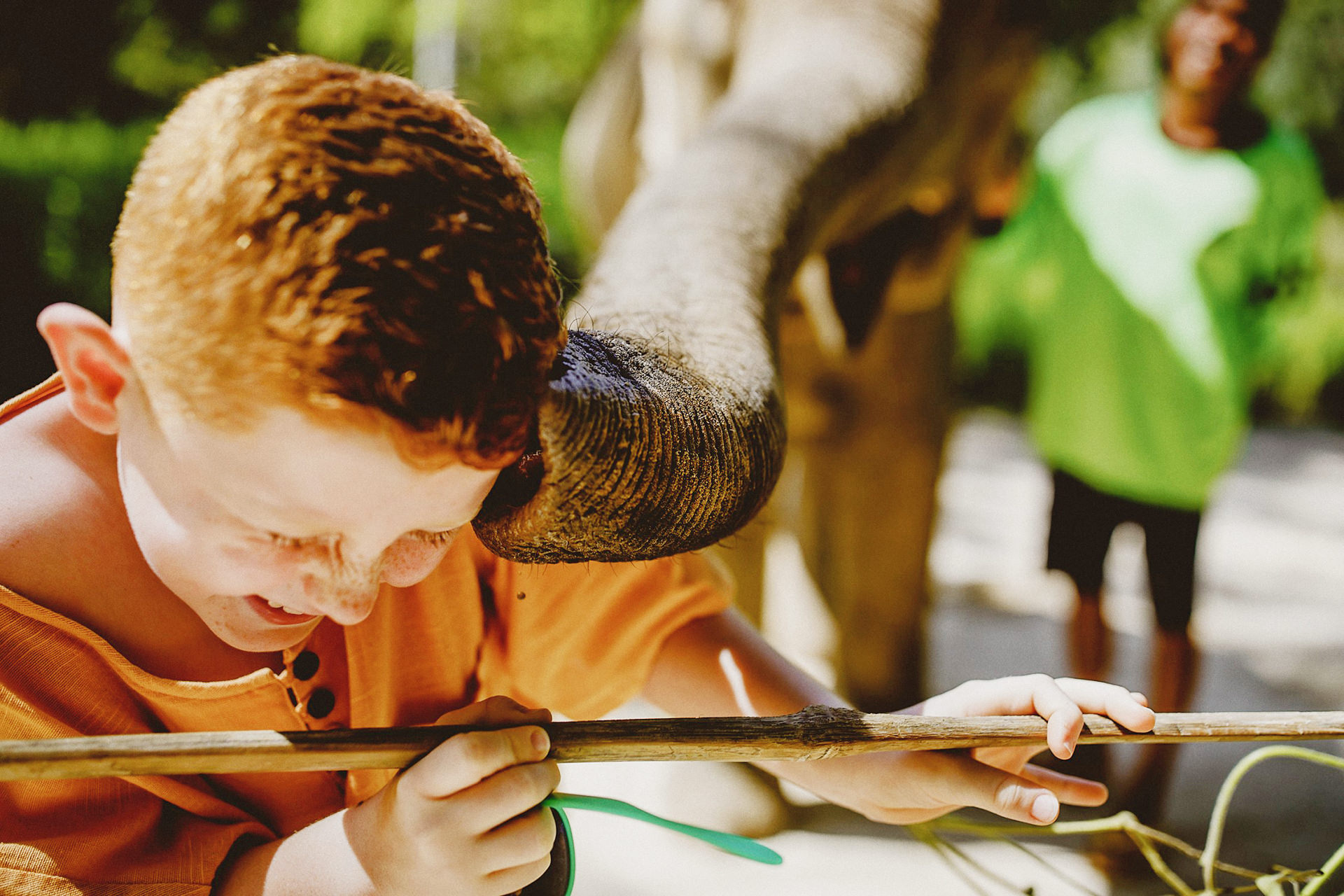 trunk , asian elephant