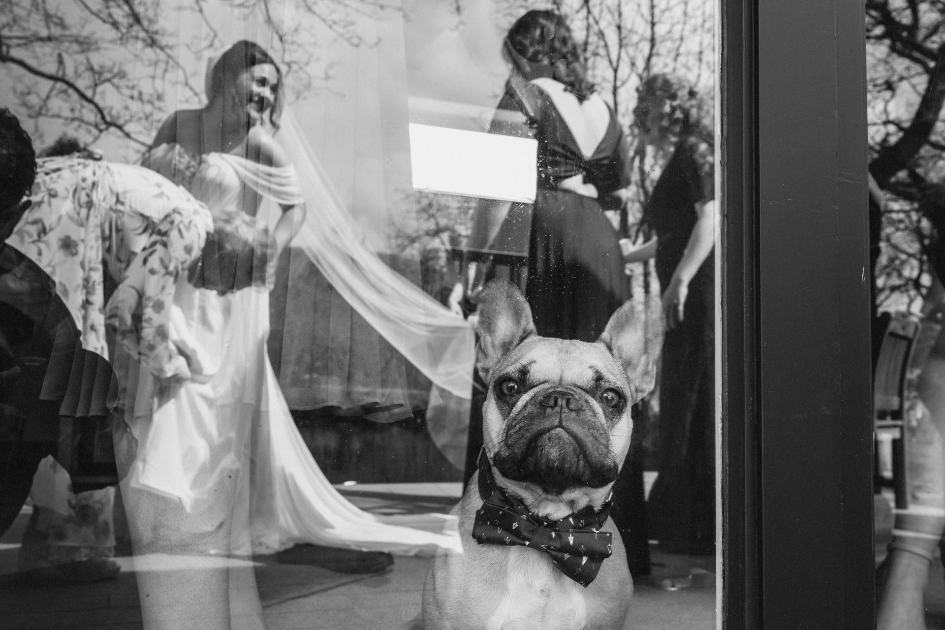 wedding dog at hobbit hill