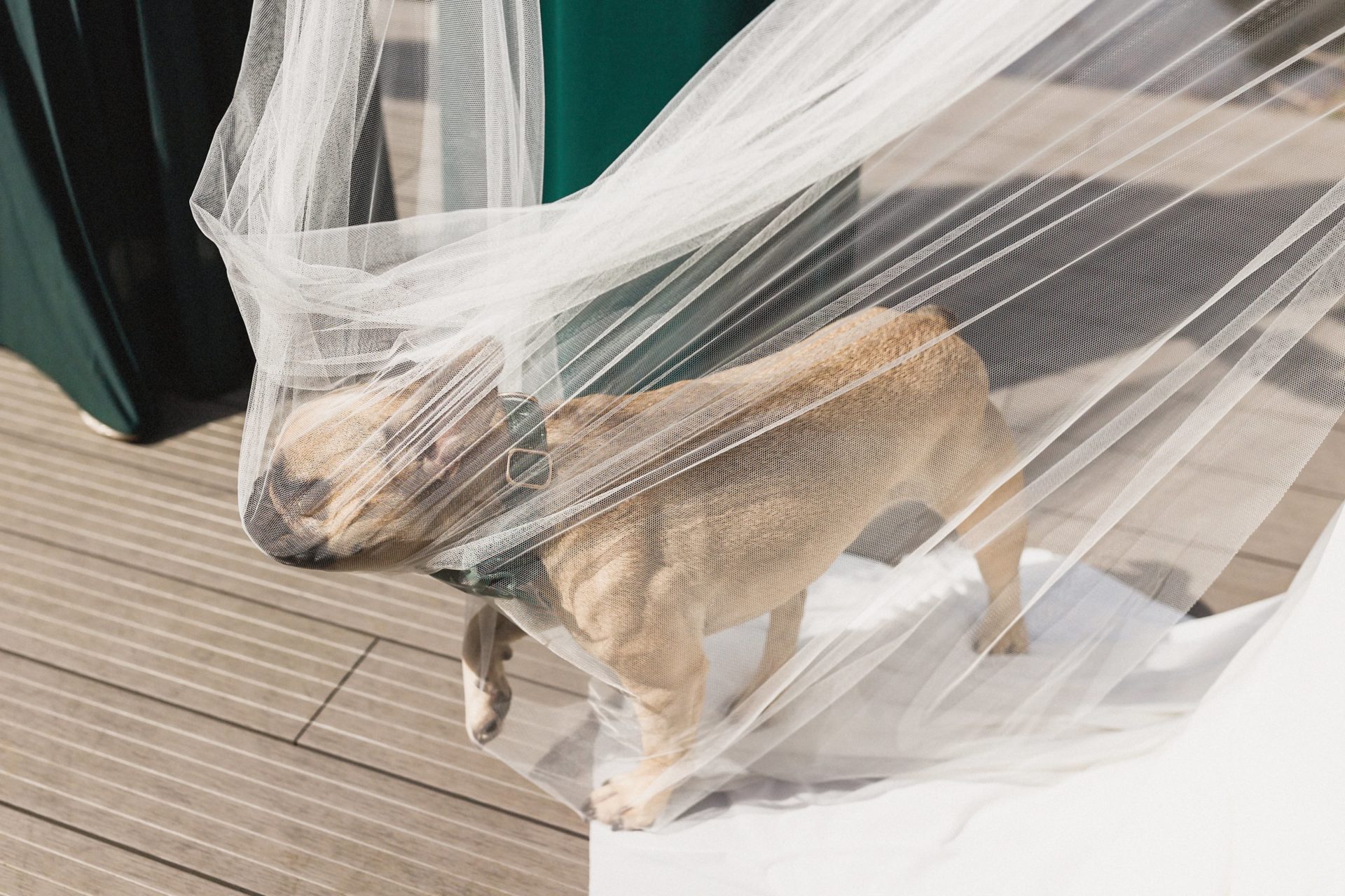 dog in veil