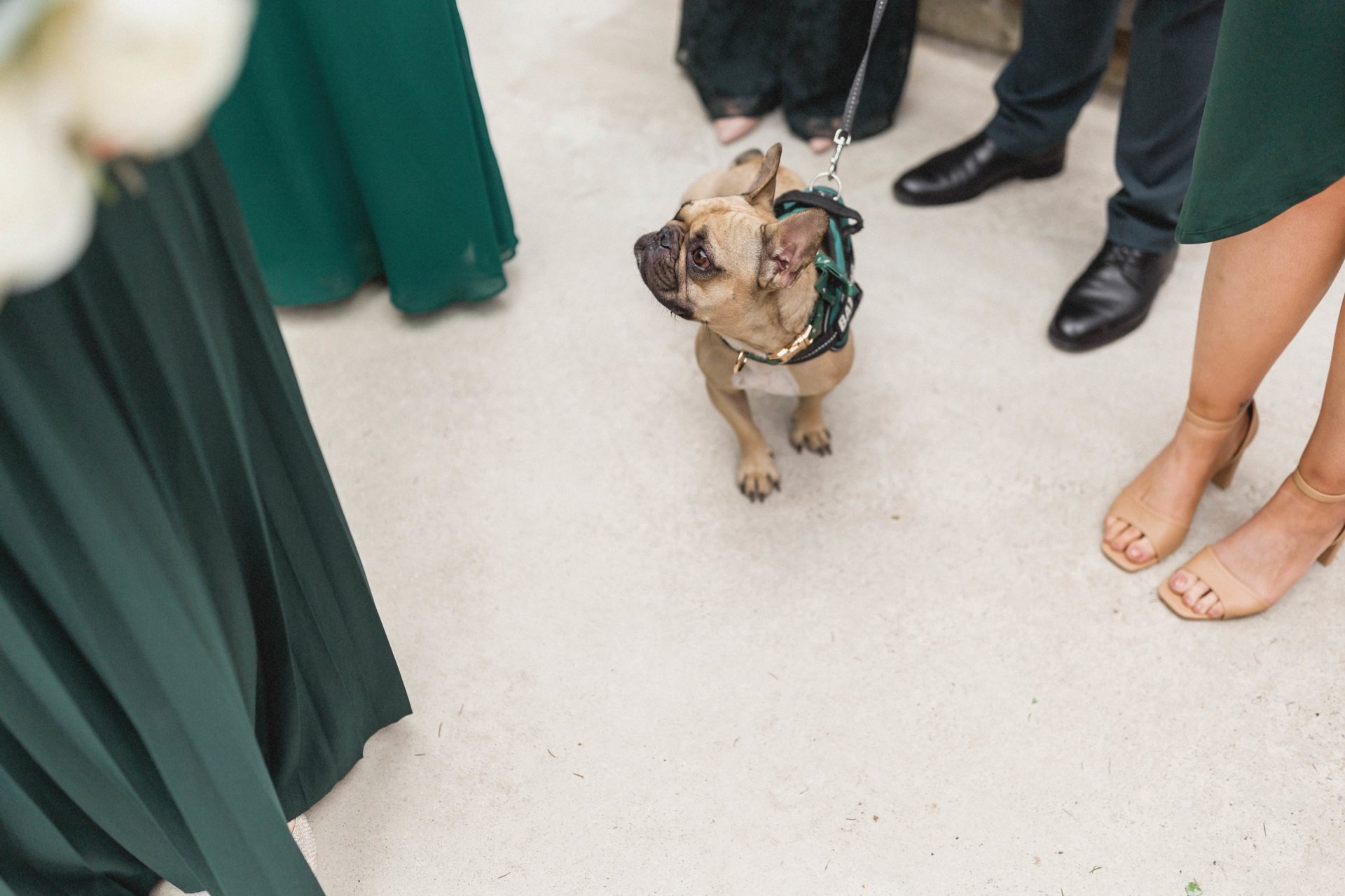 another photo of the dog next to green bridesmaid dresses