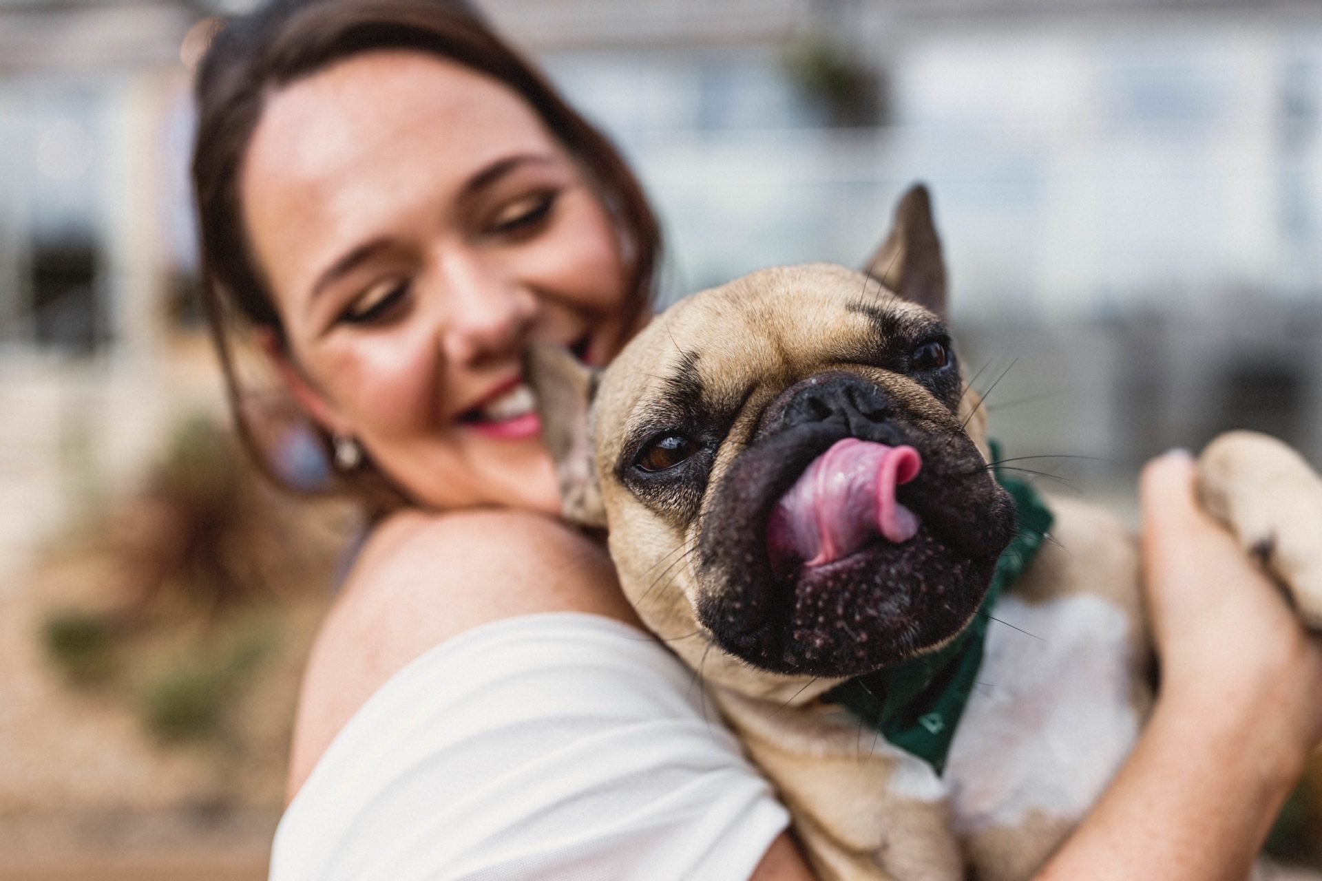 wedding dog