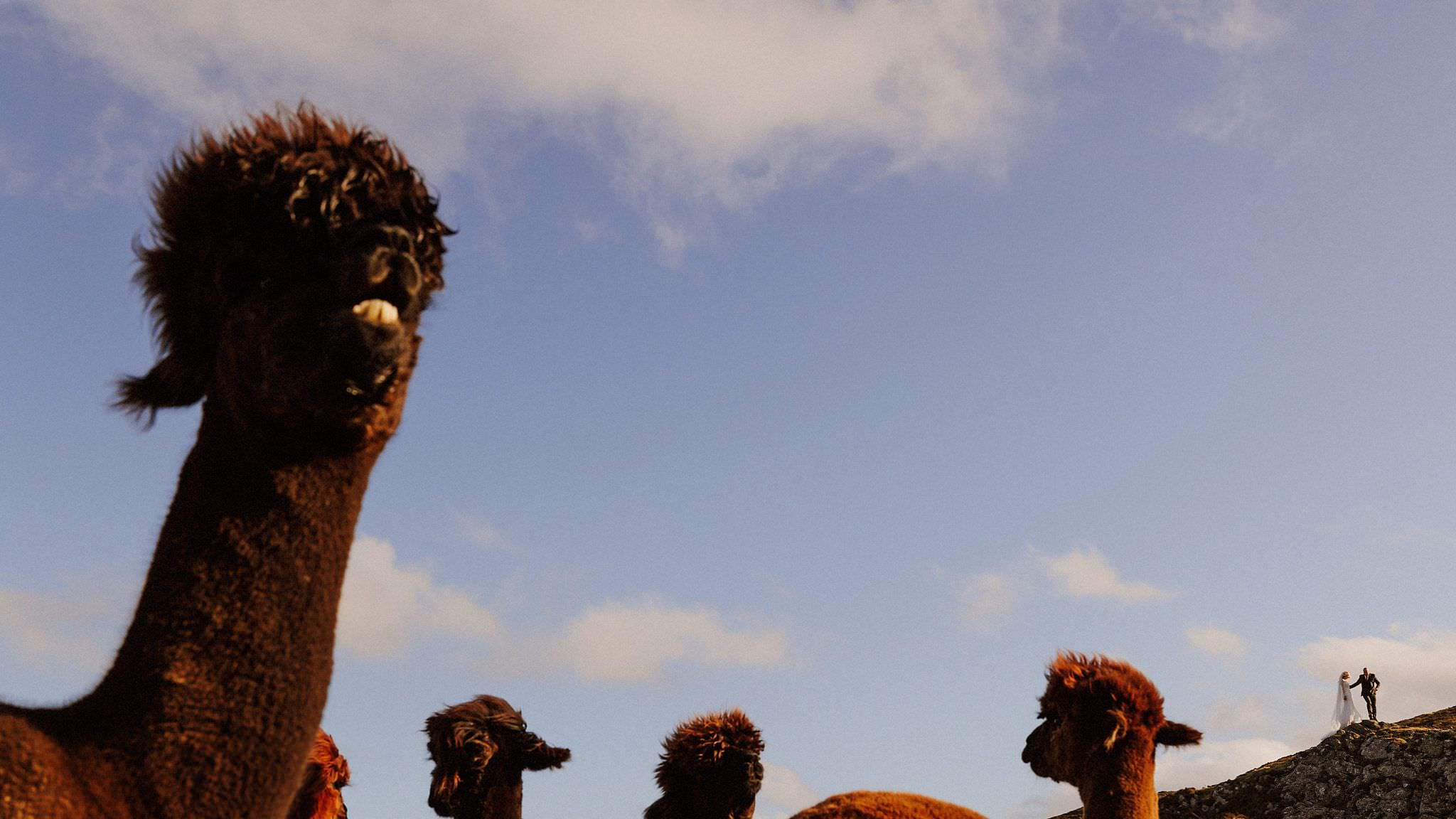 wedding couple and llamas